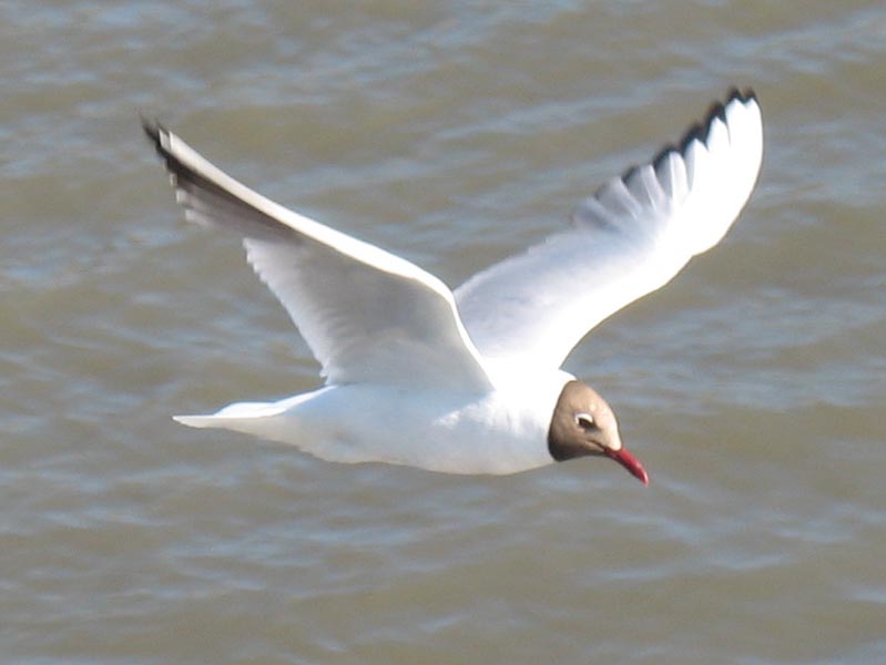 Приета е национална стратегия в областта на миграцията, убежището и интеграцията